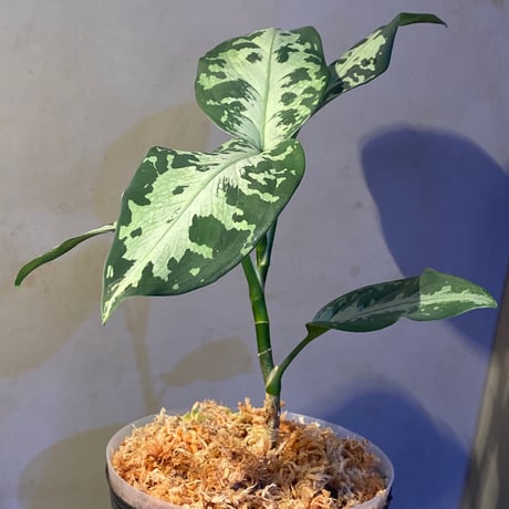 Aglaonema pictum from Aceh sumatera [GT1803]