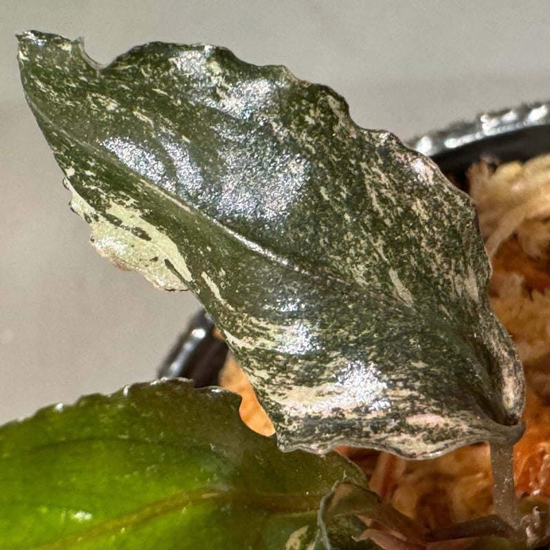 Bucephalandra sp. 