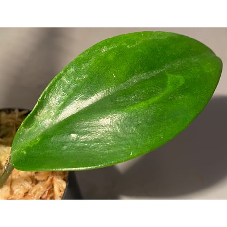 Rhaphidophora sp. from Trat Thailand