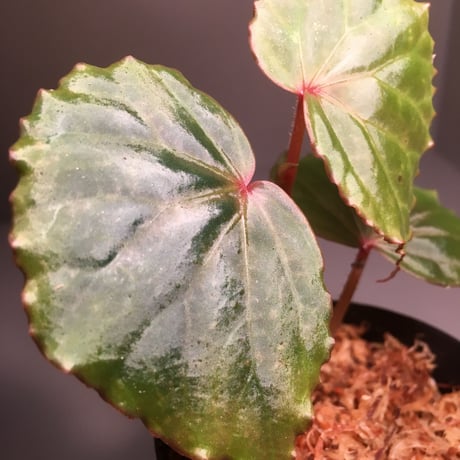 Begonia sp. from Tatau [RIO]