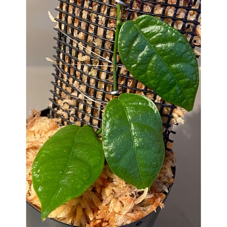Ficus sp. "Kayulapis" Kalimantan barat [TB]