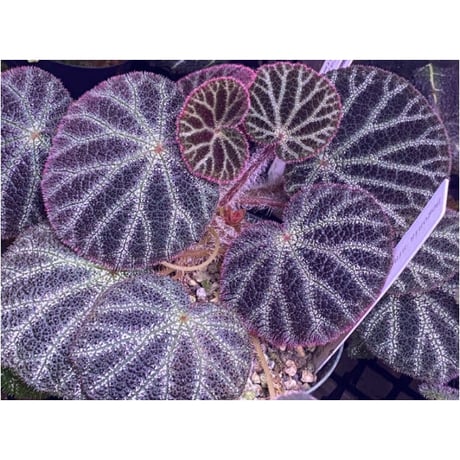 Begonia ningmingensis var. bella