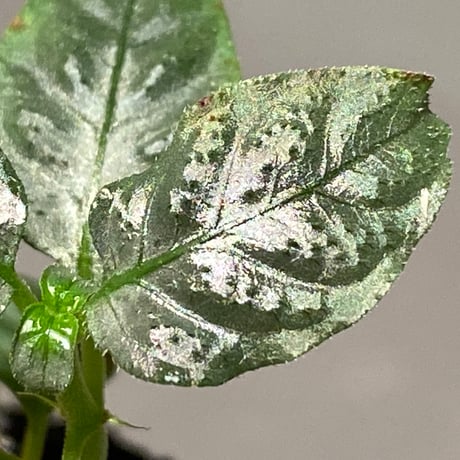 Ophiorriza sp. "鋼" from Aceh Selatan [HW0816-03]