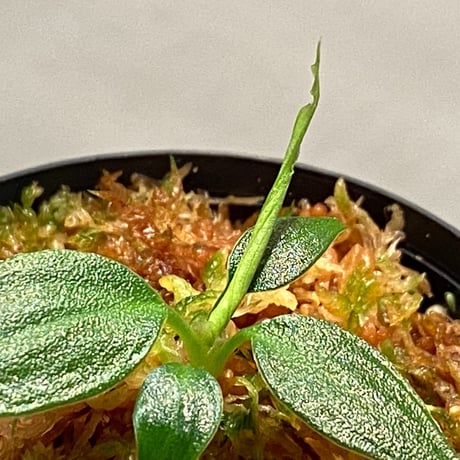 Homalomena sp. "蛟" from Sumatera Utara [LA0318-02]