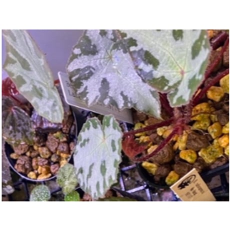Begonia sp. from Lang Son [YH1219] TK