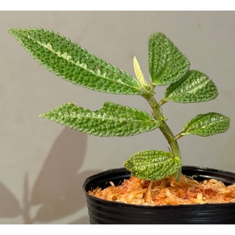 Elatostema sp. from Kapuas hulu West Kalimantan