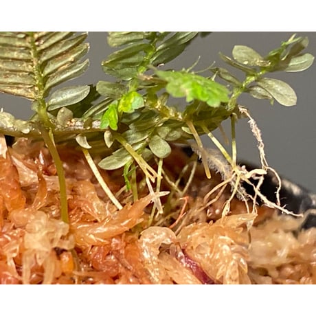 Selaginella picta