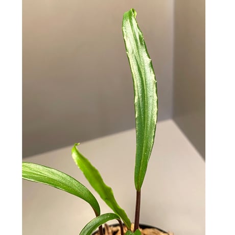 Homalomena sp. "Green" from Sulawesi [LA]