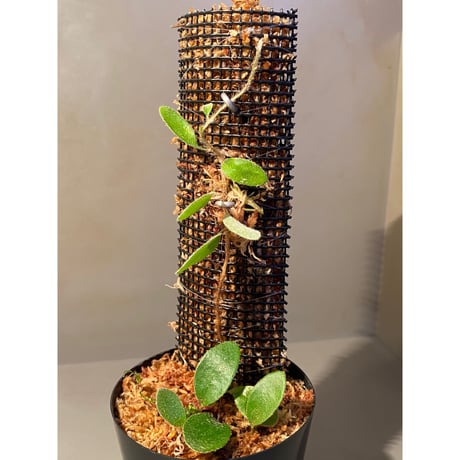 Pyrrosia nummularifolia from Santa Fe Luzon Philippines [KSB]