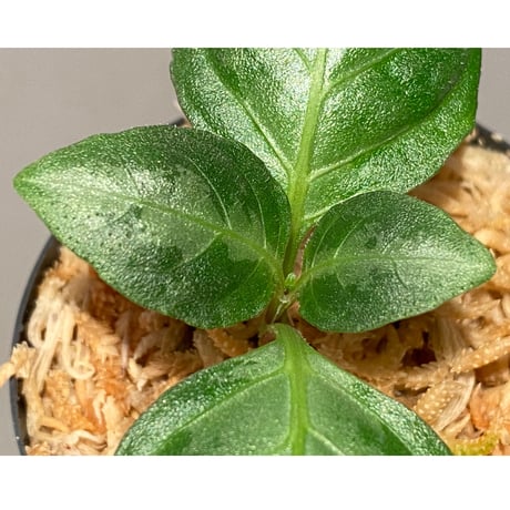 Gymnostachyum sp. from Aceh sumatera [LA1116-02]