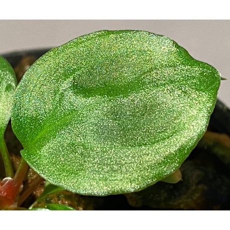 Homalomena sp. from Tambunan [TK200217]