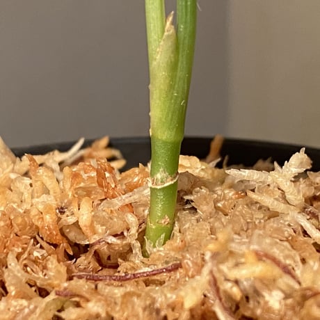 Aglaonema pictum "@ichinbo Special" from Sibolga timur [AZ0215-5] ver2 ②
