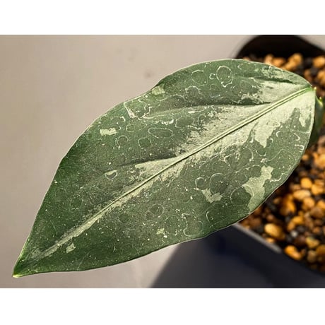 Aglaonema pictum from Sumatera A2 [TK070918]