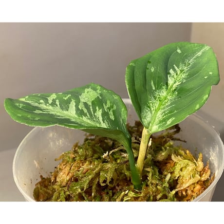 Aglaonema pictum モザイク CW1302 from Sumatra barat [TB]