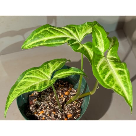 Syngonium podophyllum from Ecuador
