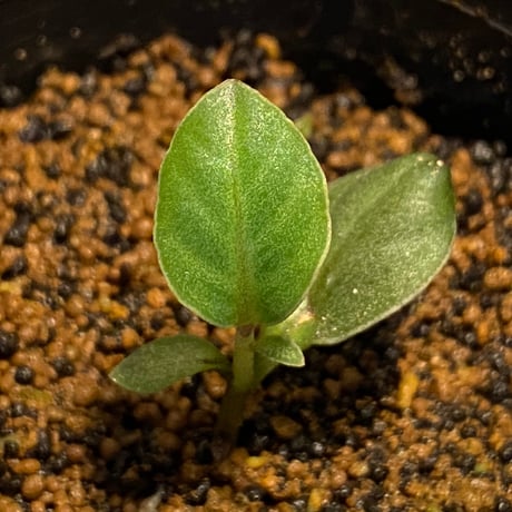 Ardisia sp. from Saripoi [LA0515-02]