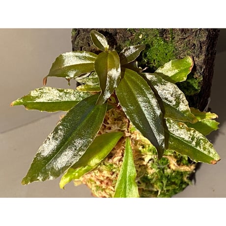 Medinilla sp. from Nueva Vizcaya Luzon Philippines