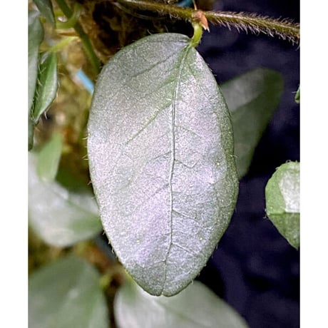 Ficus sp. from Murung raya [LA0515-05]