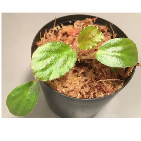 Begonia blancii