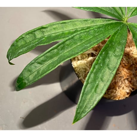 Anthurium polyschistum from Napo Ecuador [tanakay]