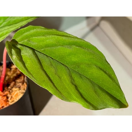 Homalomena humilis "Green Narrow" from Sekadau [カミハタ 2023.11]