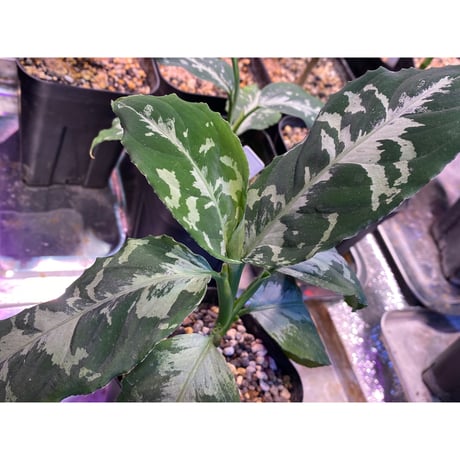 Aglaonema pictum bicolor [TK]