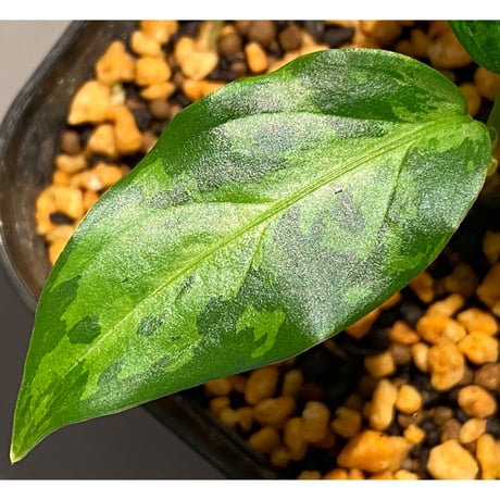 Aglaonema pictum tricolor "Siberut1.5" [LA021212-00]