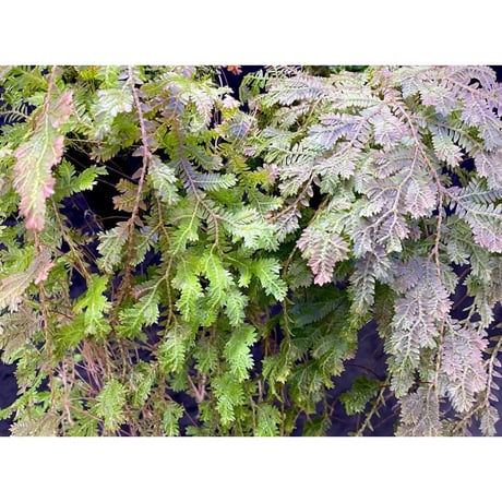 Selaginella sp. from Iquitos Peru [tanakay]