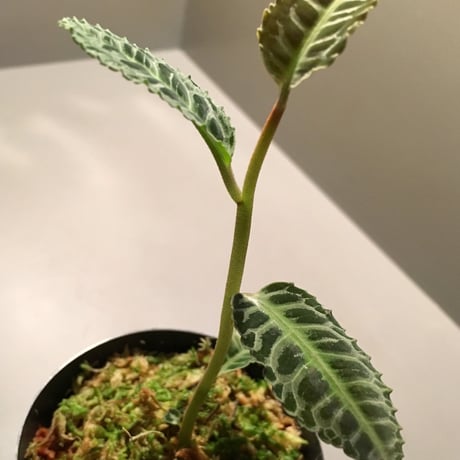 Labisia sp. from Riau Sumatera