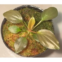 Homalomena sp."赤鉄鉱” from Kepulauan Riau [SGP import] KZT