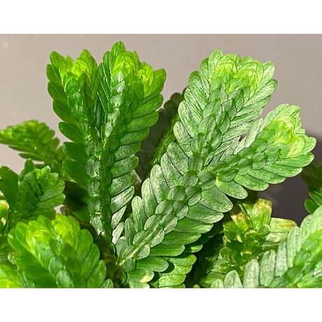 Selaginella sp. バリエガータ from "Nanga pinoh" [TB]