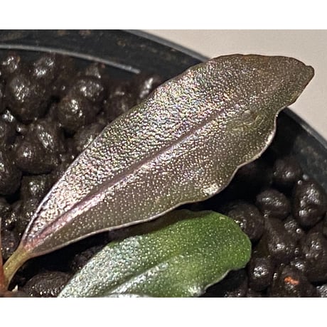 Bucephalandra sp. "Pakak 1" [MF0417-3A]