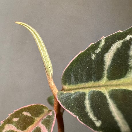 Labisia sp.