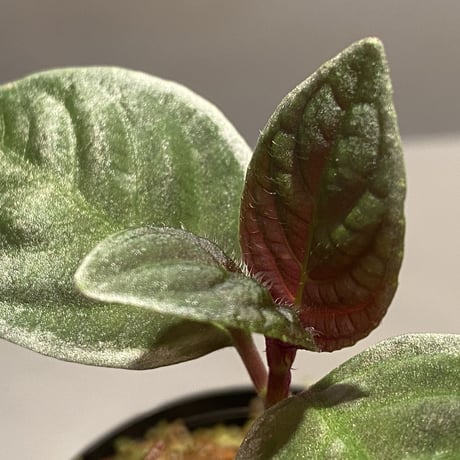 Cosmianthemum bullatum [LA0515-02]