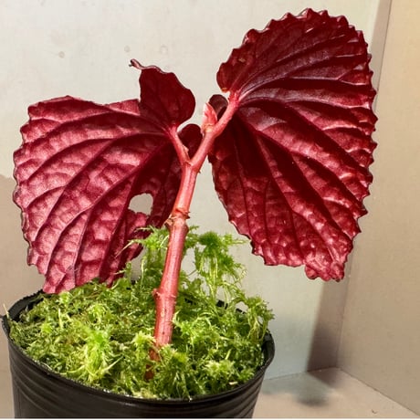 Begonia sp. from North Sumatera