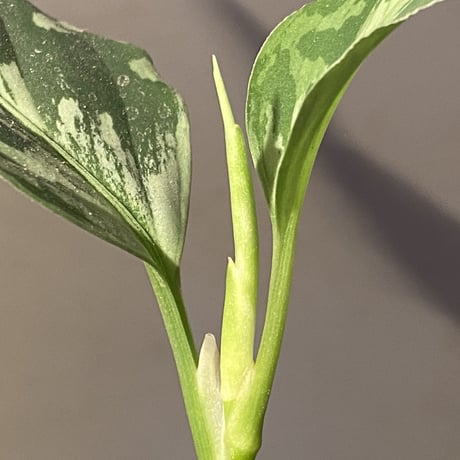 Aglaonema pictum “Purple Rain” BNN from Sibolga timur ［AZ0516-2e］