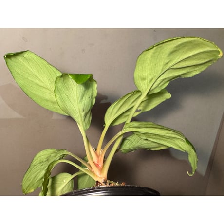 Homalomena sp. "Lingga-1 type GR" Pulau Lingga  [HW0622-01]