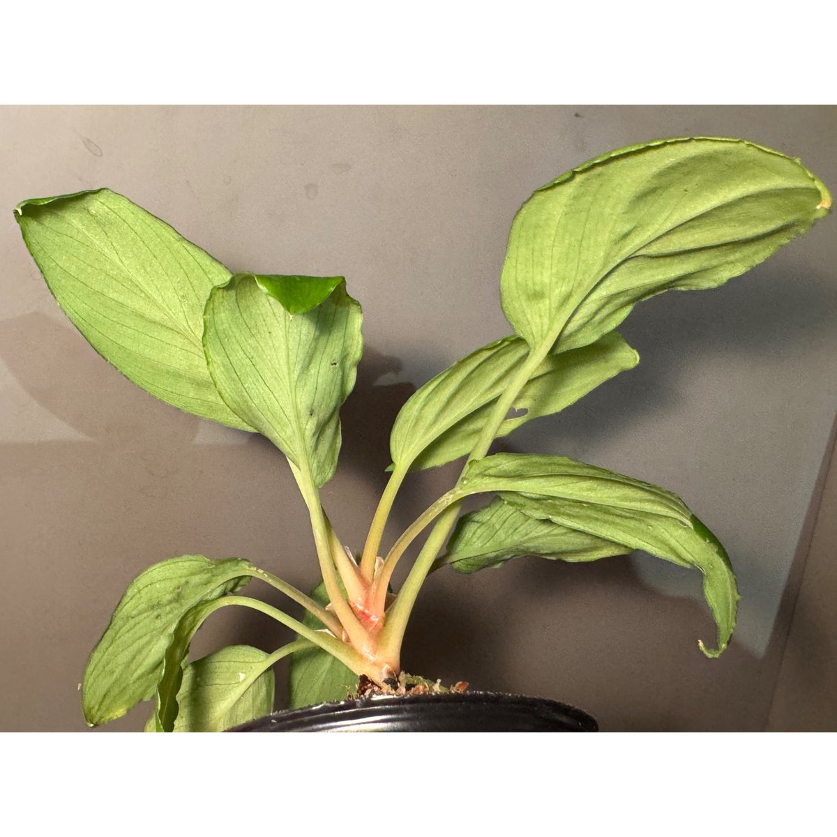 Homalomena sp. 