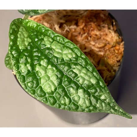 Elatostema sp. (Sri Lanka?)