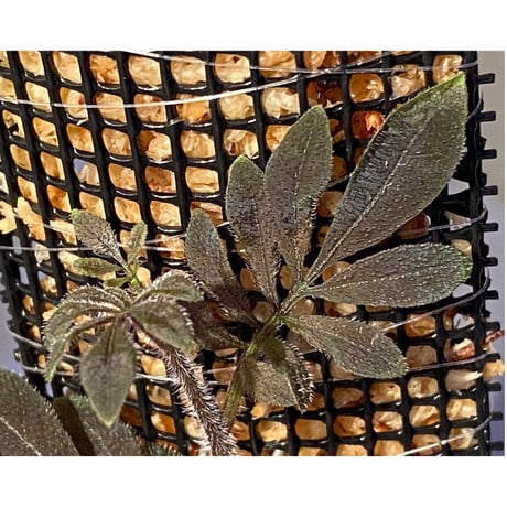 Solanum uleanum
