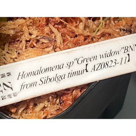 (大株) Homalomena sp. "Green widow" BNN from Sibolga timur [AZ0823-11]