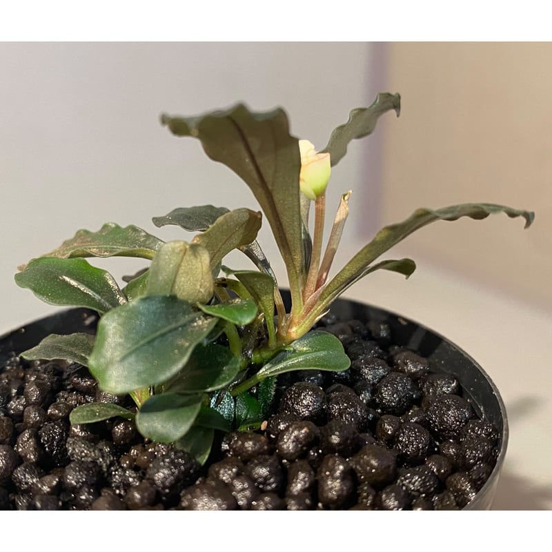しーん　 Bucephalandra sp. Gureishia しーん Bucephalandra sp. Gureishia Super strong when grown
