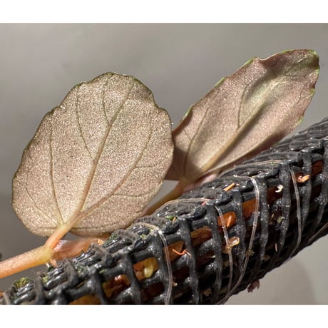 Pellionia sp. from Binh Dinh Vietnam
