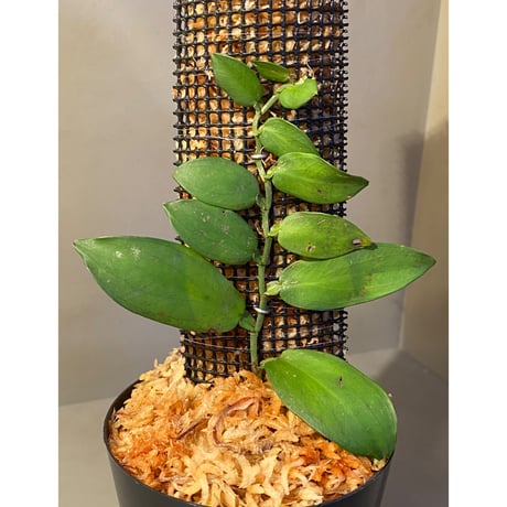 Epipremnum sp. from Chaiyaphum Thailand ③