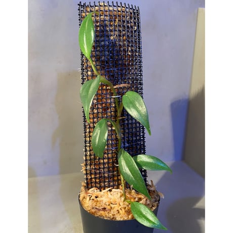 Philodendron sp. from Colombia [tanakay]