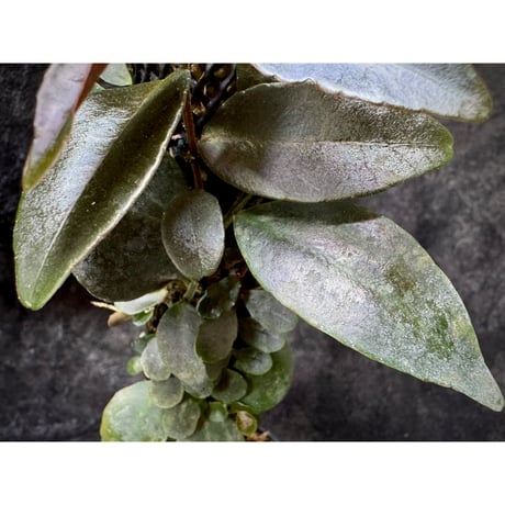 Marcgravia sp. "Azreal"
