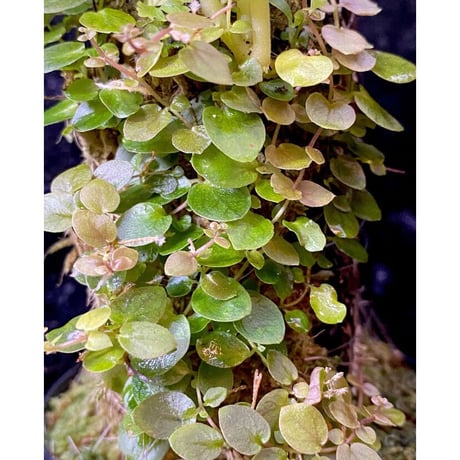 Ficus sp. from Aceh sumatera [LA0616-04]
