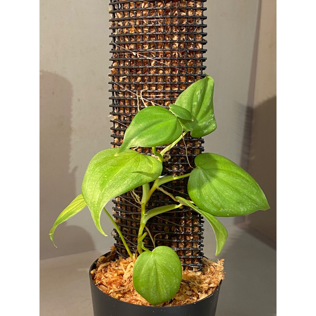 vandaka】レア philodendron plowmanii silver フィロデンドロン