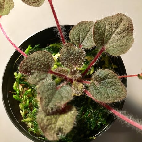 Sonerila dongnathamensis [LA]