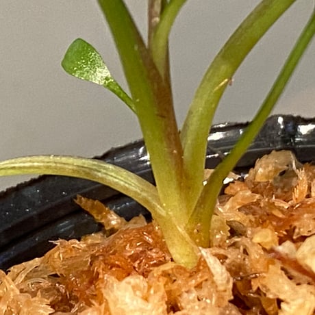 Cryptocoryne joshanii from Basilan island philippines [LA]